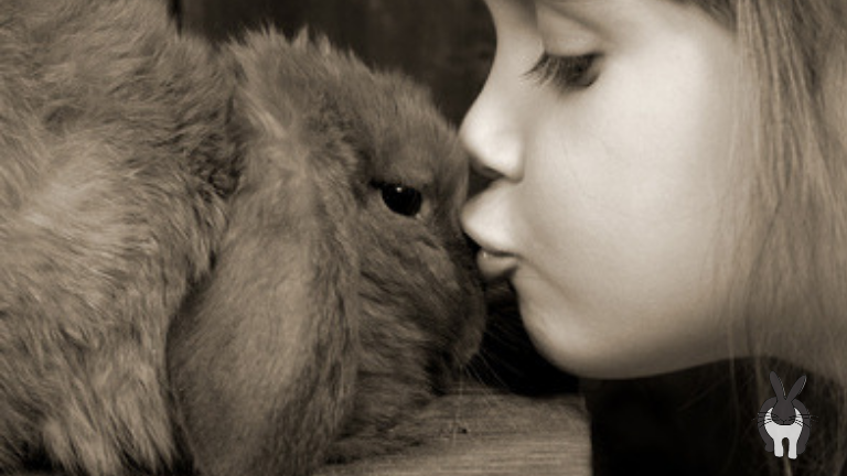 Herpesviren – Todesgefahr für Kaninchen
