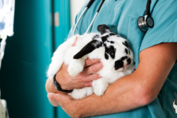 Kaninchen prophylaktisch entwurmen
